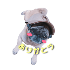 [LINEスタンプ] パグ犬のボスくん。