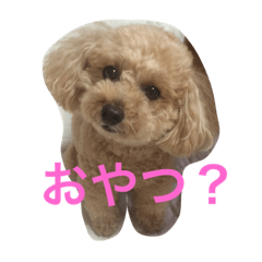 [LINEスタンプ] トイプーのあぷちゃん