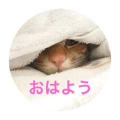 [LINEスタンプ] 吾輩は棗である