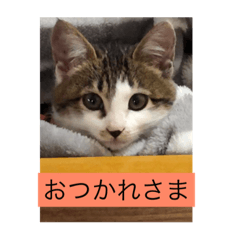 [LINEスタンプ] チズ 2の画像（メイン）