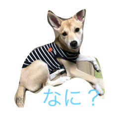 [LINEスタンプ] 愛犬スタンプ。。2