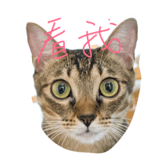 [LINEスタンプ] Niu Niu's lifeの画像（メイン）