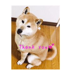 [LINEスタンプ] 柴犬まめ君の画像（メイン）