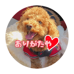 [LINEスタンプ] 犬のりょうさんのスタンプ