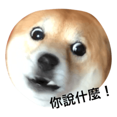 [LINEスタンプ] Shiba willie 1