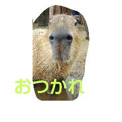 [LINEスタンプ] 動物 たち