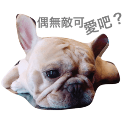 [LINEスタンプ] French bulldogs nonsenses