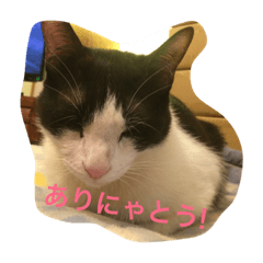 [LINEスタンプ] bicolor cat