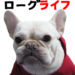 [LINEスタンプ] BOOGIE THE FRANCH BULLDOG！(japanese)の画像（メイン）