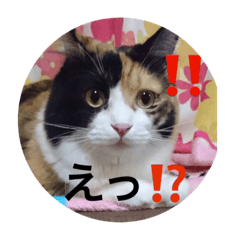 [LINEスタンプ] うちのニャンコ達の画像（メイン）