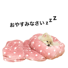 [LINEスタンプ] PONPOCOの画像（メイン）