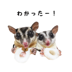 [LINEスタンプ] フクロモモンガ Club Pankomの画像（メイン）