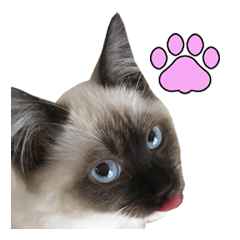[LINEスタンプ] やんちゃな短足猫、姫ちゃんの写真スタンプ