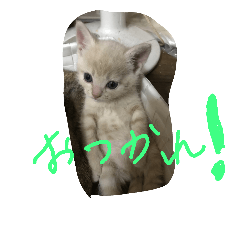 [LINEスタンプ] 猫だよ～