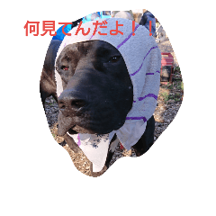 [LINEスタンプ] to tosa