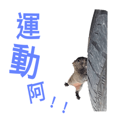 [LINEスタンプ] I'm really squirrel