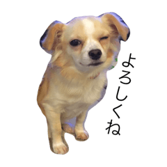 [LINEスタンプ] ザ・ドッグ