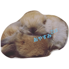 [LINEスタンプ] 我が家のうさちゃん