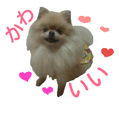 [LINEスタンプ] ポメラニアンの桃花 第2だん