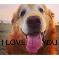[LINEスタンプ] mydoglove