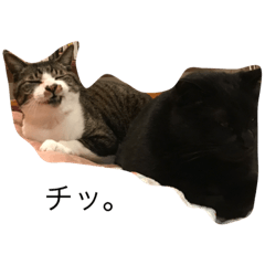 [LINEスタンプ] 我が家の犬と猫のつぶやき パート3