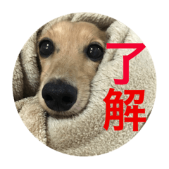 [LINEスタンプ] はなちさん