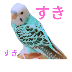 [LINEスタンプ] セキセイインコマリンの1日