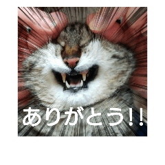[LINEスタンプ] うちの猫又