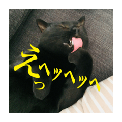 [LINEスタンプ] 黒猫の玄くん