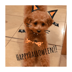 [LINEスタンプ] ポメプーもこ