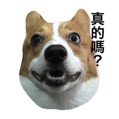 [LINEスタンプ] Nemo corgi