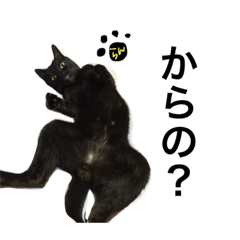 [LINEスタンプ] 黒猫ランちゃんフィーバーの画像（メイン）