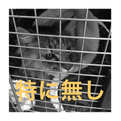 [LINEスタンプ] 愛しのぽちたま