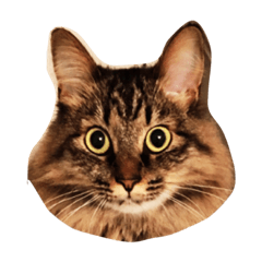 [LINEスタンプ] 我が家のCat