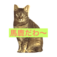 [LINEスタンプ] 愛猫すず