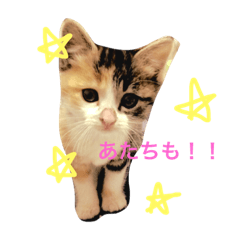 [LINEスタンプ] 愛猫るあ