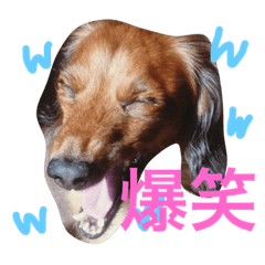 [LINEスタンプ] 愛犬ようくんのスタンプpart2