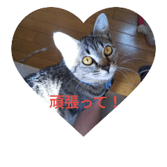 [LINEスタンプ] everyday enjoy my  cat