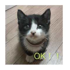 [LINEスタンプ] たびスタンプ