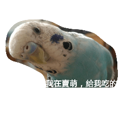 [LINEスタンプ] Birds and dog