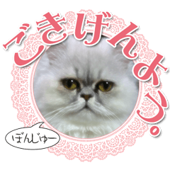[LINEスタンプ] ざらめ様のご挨拶とありがたいお言葉