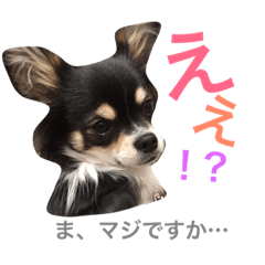 [LINEスタンプ] マウロア チワワ