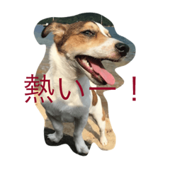 [LINEスタンプ] うちのアニマル
