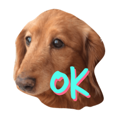 [LINEスタンプ] レオンから