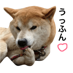 [LINEスタンプ] 柴犬 ふじまる2