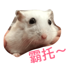 [LINEスタンプ] Hamster bian