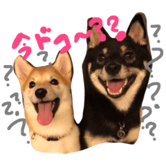[LINEスタンプ] 柴犬姉妹の日常