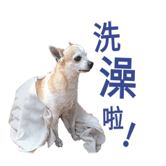 [LINEスタンプ] Chihuahua (Name:Doggie)