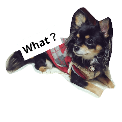 [LINEスタンプ] チワワのコテツ★日常会話編