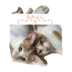 [LINEスタンプ] うちの猫がかわいいんです